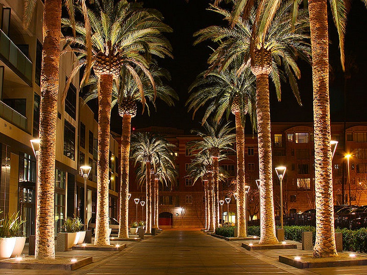Walkway in San Jose with Palm Trees