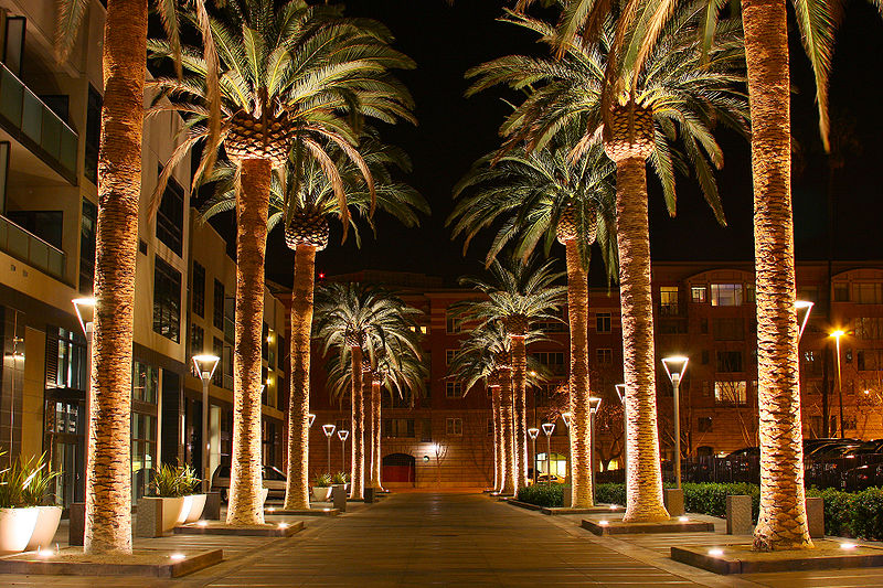 San Jose, CA Palm Trees at Night