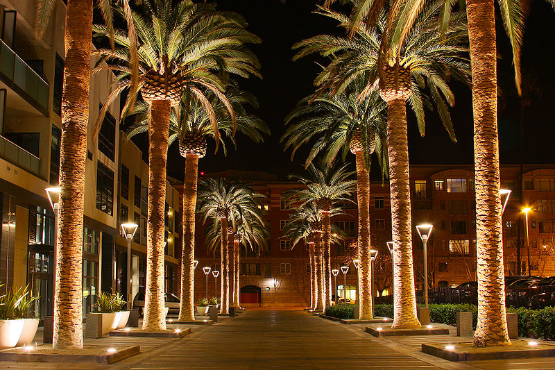 San Jose, CA Palm Trees at Night San Jose, CA Palm Trees at Night